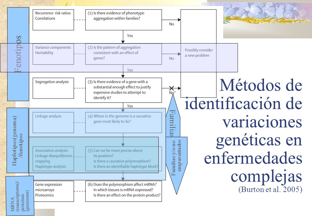 Métodos de identificación de variaciones genéticas en enfermedades complejas (Burton et al. 2005)‏