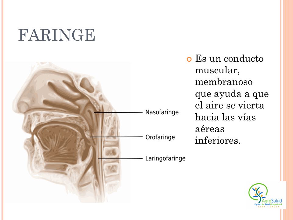 FARINGE Es un conducto muscular, membranoso que ayuda a que el aire se vierta hacia las vías aéreas inferiores.
