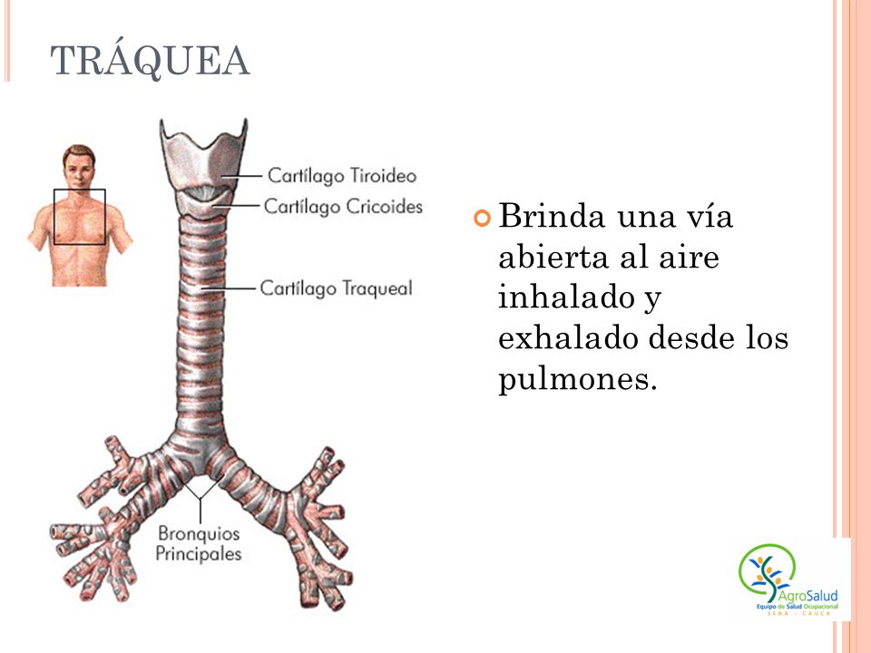 tráquea Brinda una vía abierta al aire inhalado y exhalado desde los pulmones.