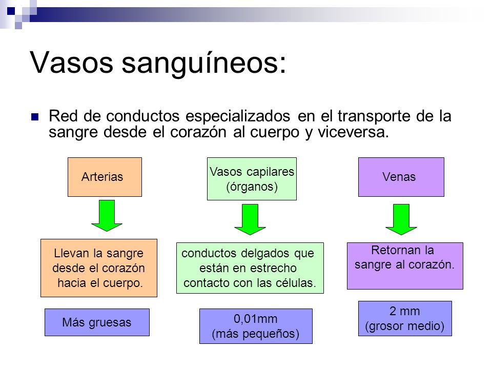 Vasos sanguíneos: Red de conductos especializados en el transporte de la sangre desde el corazón al cuerpo y viceversa.