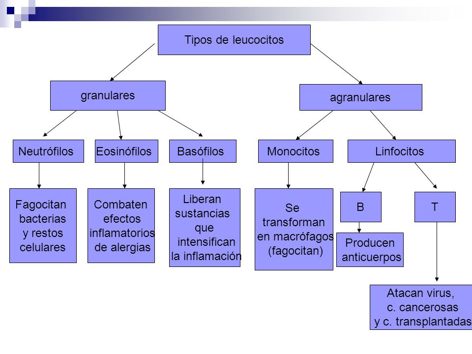 Tipos de leucocitos granulares. agranulares. Neutrófilos. Eosinófilos. Basófilos. Monocitos. Linfocitos.