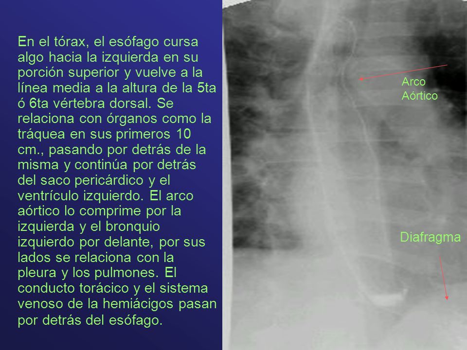 En el tórax, el esófago cursa algo hacia la izquierda en su porción superior y vuelve a la línea media a la altura de la 5ta ó 6ta vértebra dorsal. Se relaciona con órganos como la tráquea en sus primeros 10 cm., pasando por detrás de la misma y continúa por detrás del saco pericárdico y el ventrículo izquierdo. El arco aórtico lo comprime por la izquierda y el bronquio izquierdo por delante, por sus lados se relaciona con la pleura y los pulmones. El conducto torácico y el sistema venoso de la hemiácigos pasan por detrás del esófago.