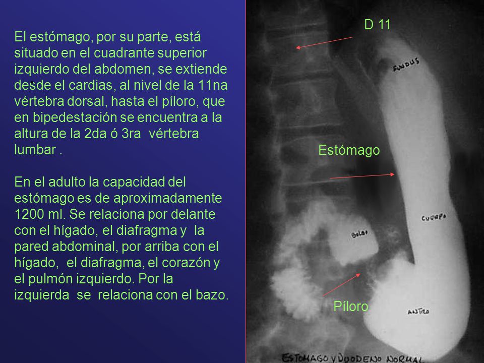 El estómago, por su parte, está situado en el cuadrante superior izquierdo del abdomen, se extiende desde el cardias, al nivel de la 11na vértebra dorsal, hasta el píloro, que en bipedestación se encuentra a la altura de la 2da ó 3ra vértebra lumbar . En el adulto la capacidad del estómago es de aproximadamente 1200 ml. Se relaciona por delante con el hígado, el diafragma y la pared abdominal, por arriba con el hígado, el diafragma, el corazón y el pulmón izquierdo. Por la izquierda se relaciona con el bazo.