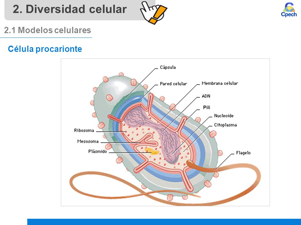 2. Diversidad celular 2.1 Modelos celulares Célula procarionte Pili