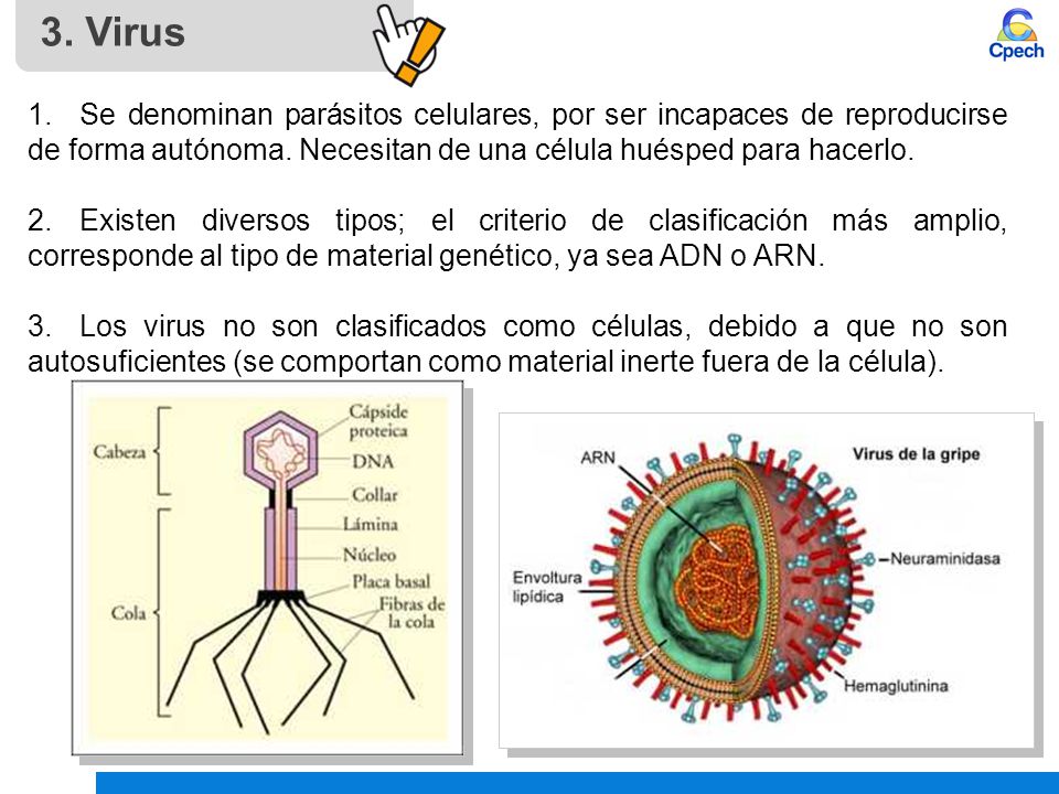 3. Virus 1. Se denominan parásitos celulares, por ser incapaces de reproducirse de forma autónoma. Necesitan de una célula huésped para hacerlo.