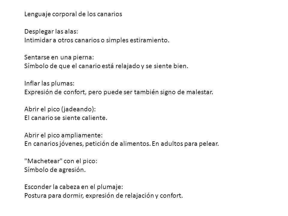 Lenguaje corporal de los canarios Desplegar las alas: Intimidar a otros canarios o simples estiramiento.