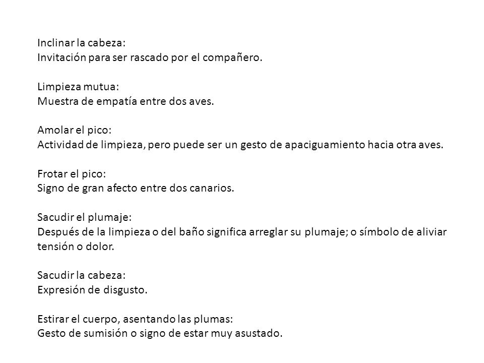 Inclinar la cabeza: Invitación para ser rascado por el compañero