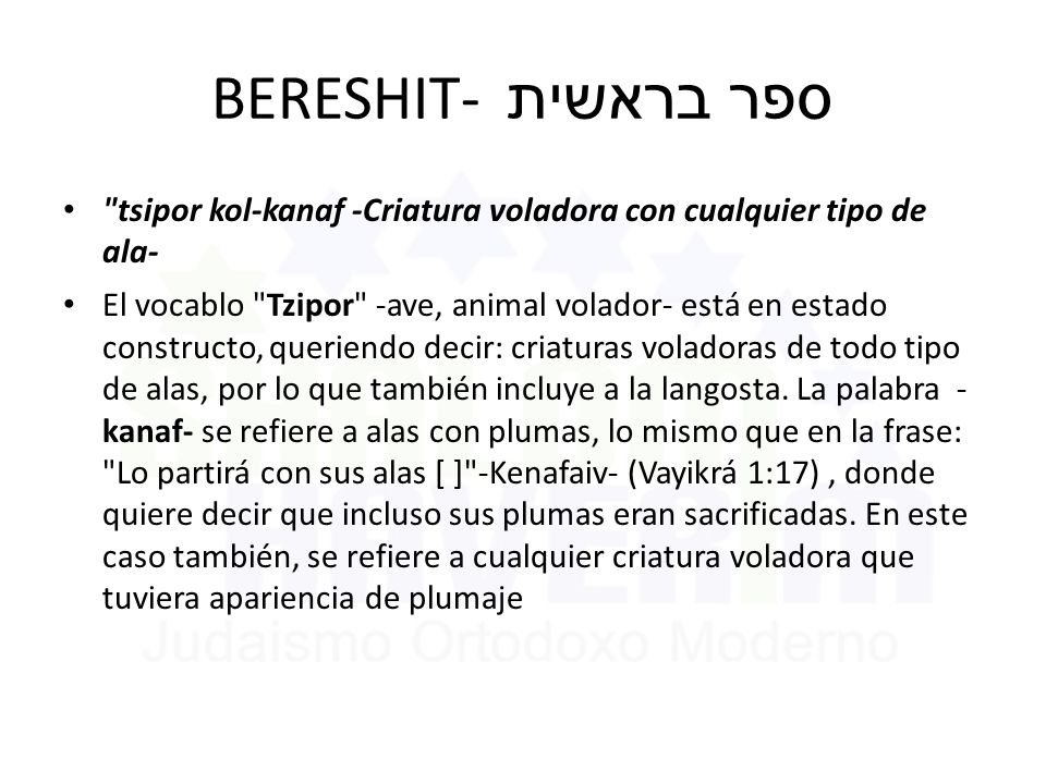 BERESHIT- ספר בראשית tsipor kol-kanaf -Criatura voladora con cualquier tipo de ala-