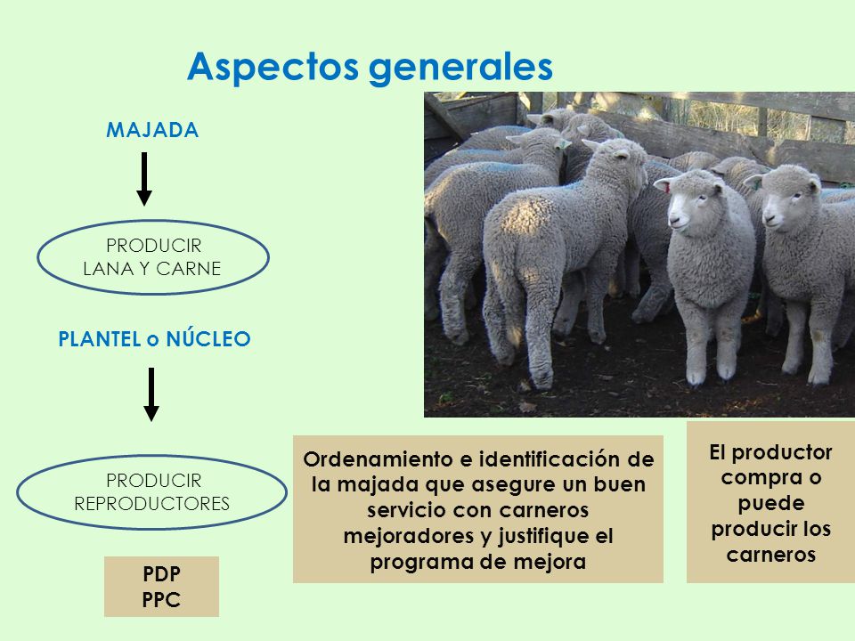 El productor compra o puede producir los carneros