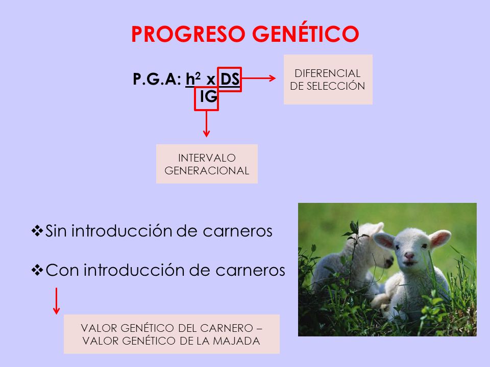 PROGRESO GENÉTICO P.G.A: h2 x DS IG Sin introducción de carneros