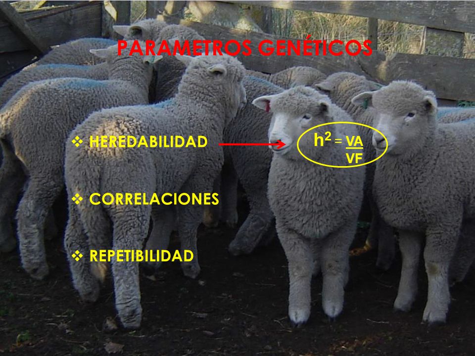 PARAMETROS GENÉTICOS h2 = VA HEREDABILIDAD CORRELACIONES REPETIBILIDAD