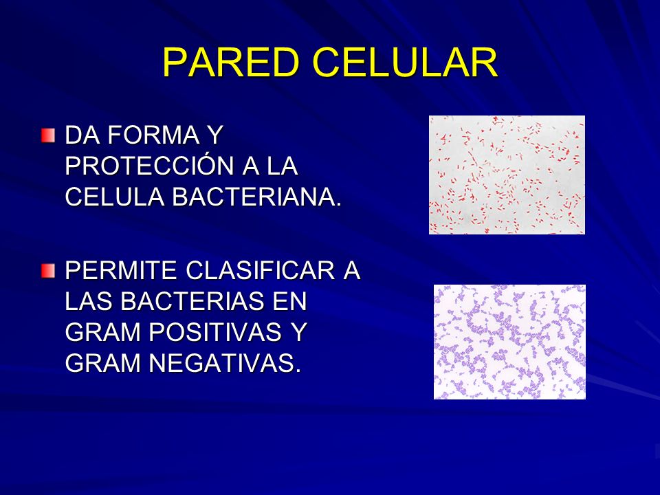 PARED CELULAR DA FORMA Y PROTECCIÓN A LA CELULA BACTERIANA.