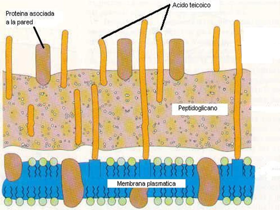 Diapositiva 30.- En la imagen se esquematizan las principales características de la pared celular de las bacterias GRAM POSITIVAS, destacando: