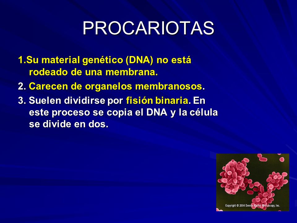 PROCARIOTAS 1.Su material genético (DNA) no está rodeado de una membrana. 2. Carecen de organelos membranosos.