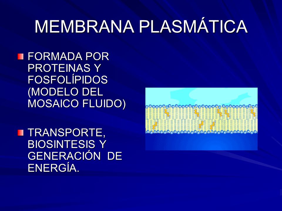 MEMBRANA PLASMÁTICA FORMADA POR PROTEINAS Y FOSFOLÍPIDOS (MODELO DEL MOSAICO FLUIDO) TRANSPORTE, BIOSINTESIS Y GENERACIÓN DE ENERGÍA.