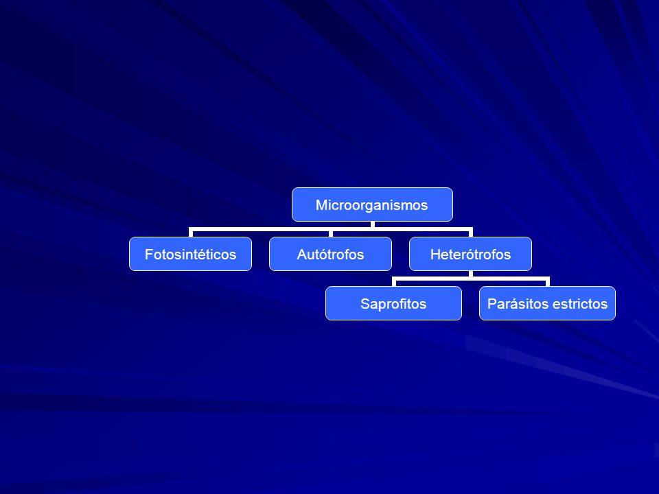 Diapositiva 43.- En este diagrama se muestra que existen dos tipos de organismos heterótrofos: los saprofitos y los parásitos estrictos categoría a la cual pertenecen las bacterias.