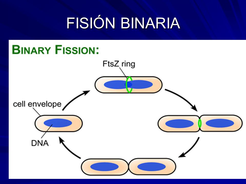 FISIÓN BINARIA Diapositiva 56- En la imagen se muestra el proceso de fisión binaria.