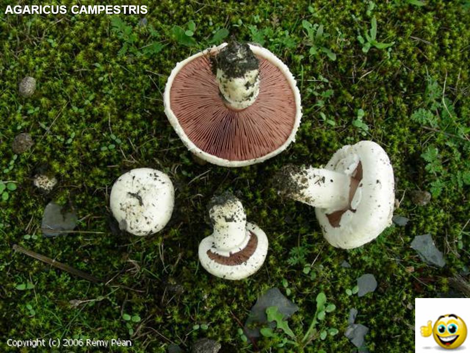 AGARICUS CAMPESTRIS