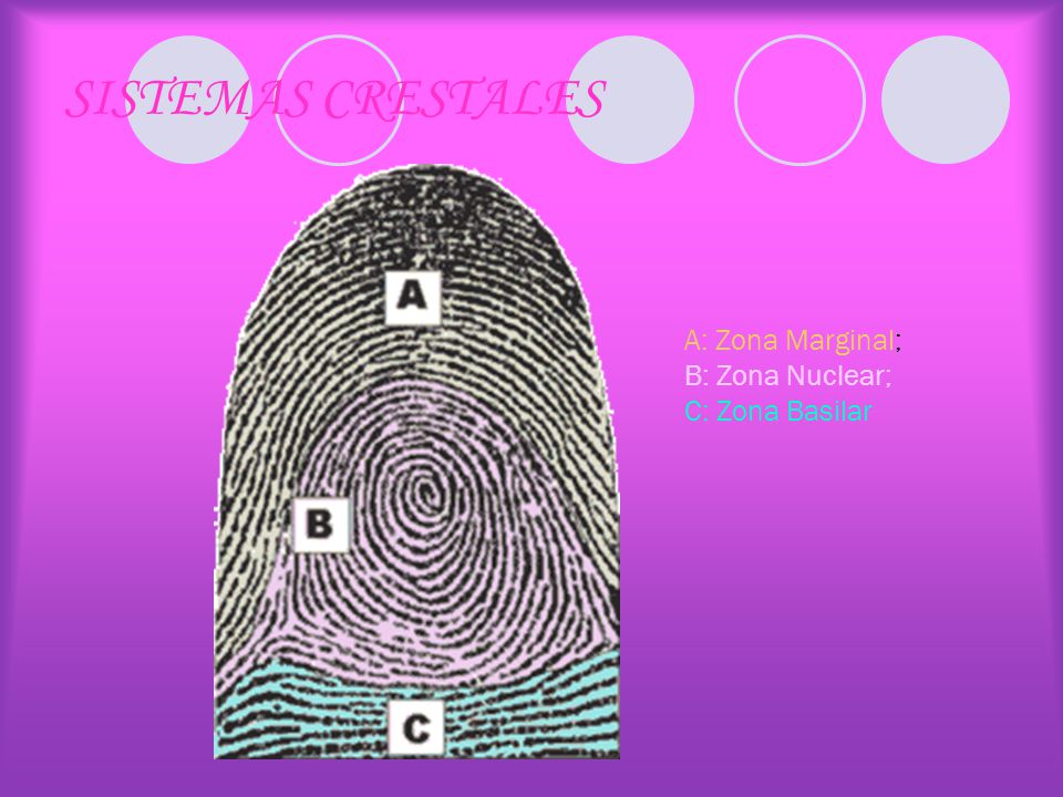 SISTEMAS CRESTALES A: Zona Marginal; B: Zona Nuclear; C: Zona Basilar