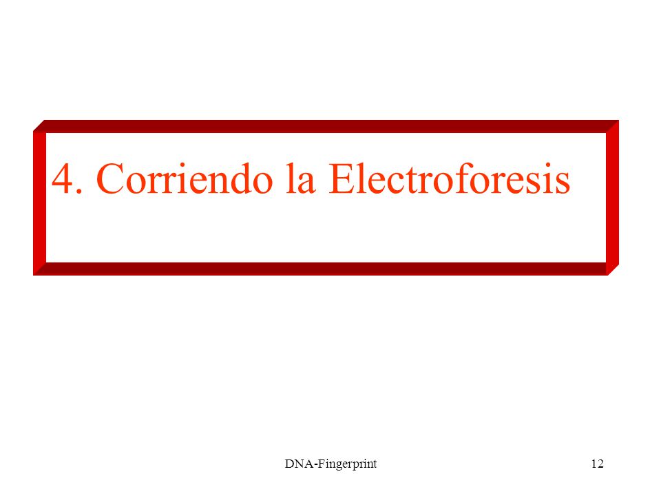 4. Corriendo la Electroforesis