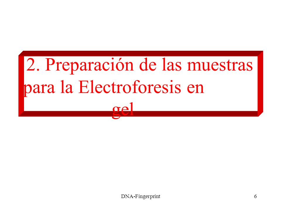 2. Preparación de las muestras para la Electroforesis en gel