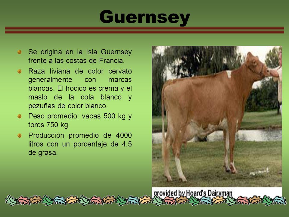 Guernsey Se origina en la Isla Guernsey frente a las costas de Francia.