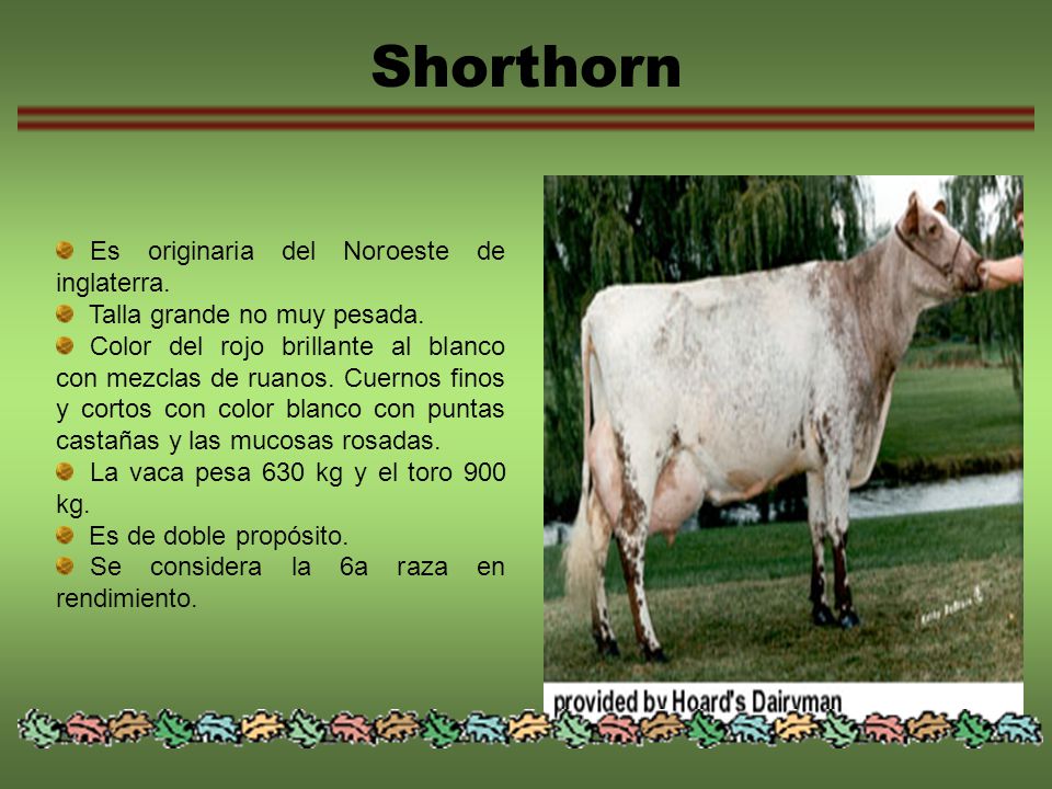 Shorthorn Es originaria del Noroeste de inglaterra.