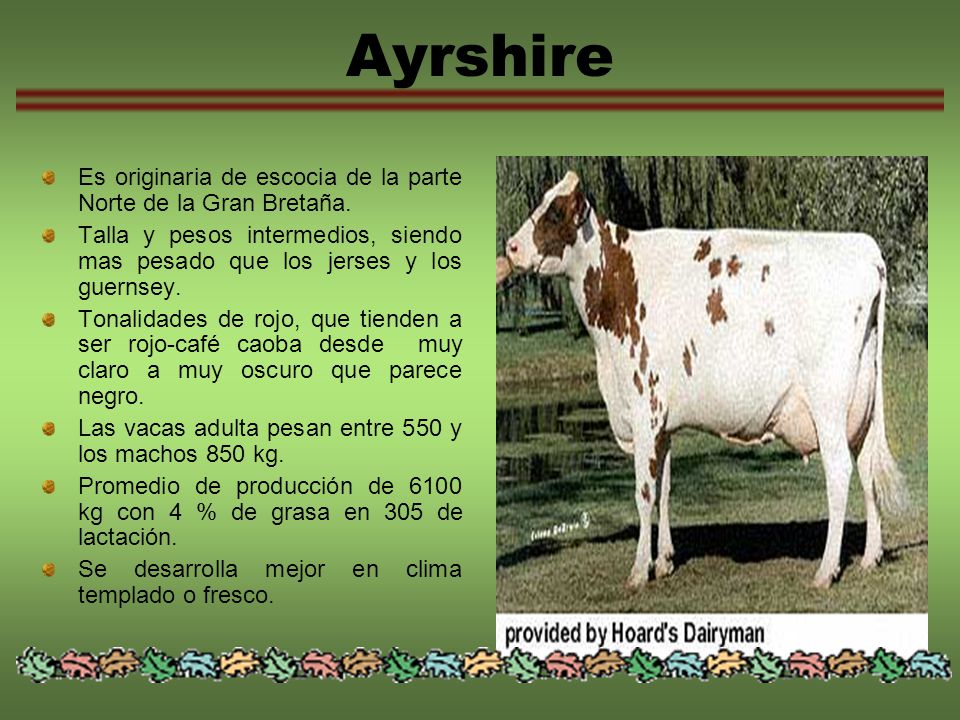 Ayrshire Es originaria de escocia de la parte Norte de la Gran Bretaña. Talla y pesos intermedios, siendo mas pesado que los jerses y los guernsey.