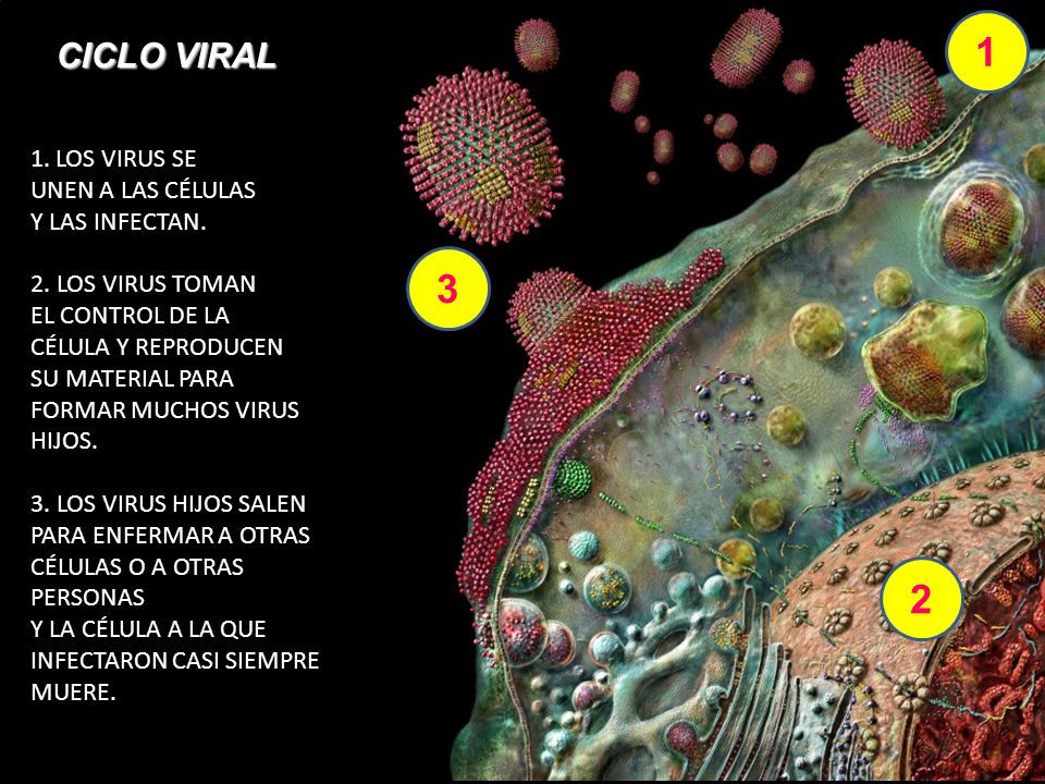 1 3 2 CICLO VIRAL LOS VIRUS SE UNEN A LAS CÉLULAS Y LAS INFECTAN.