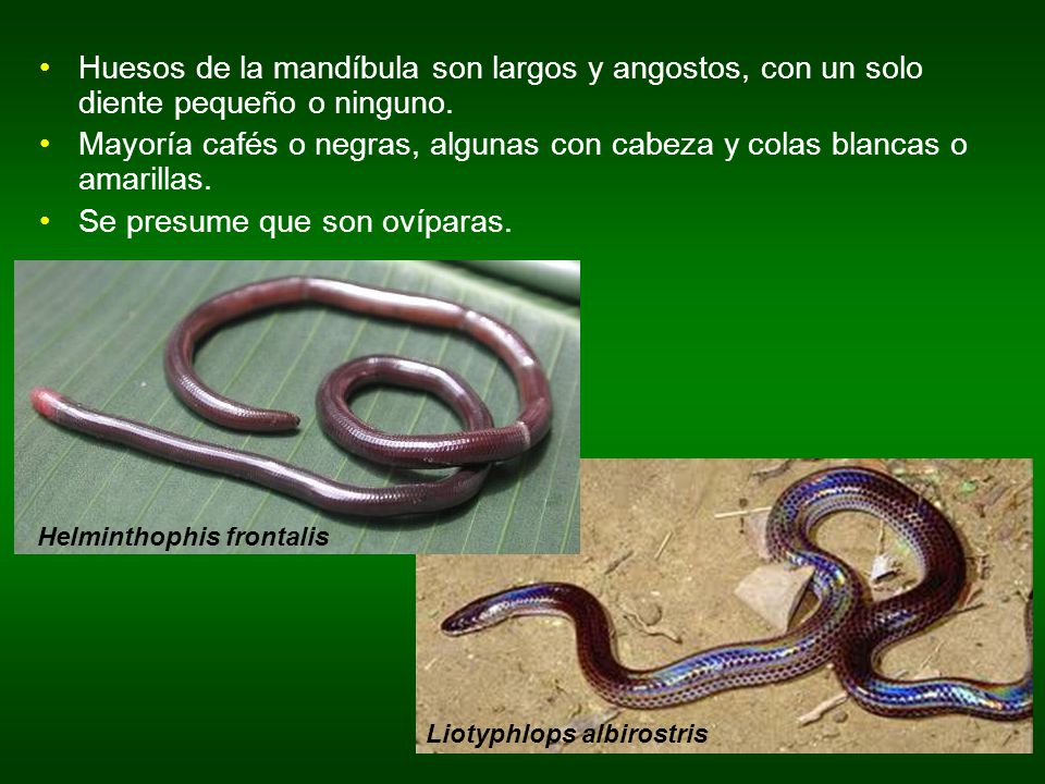 Helminthophis frontalis Liotyphlops albirostris