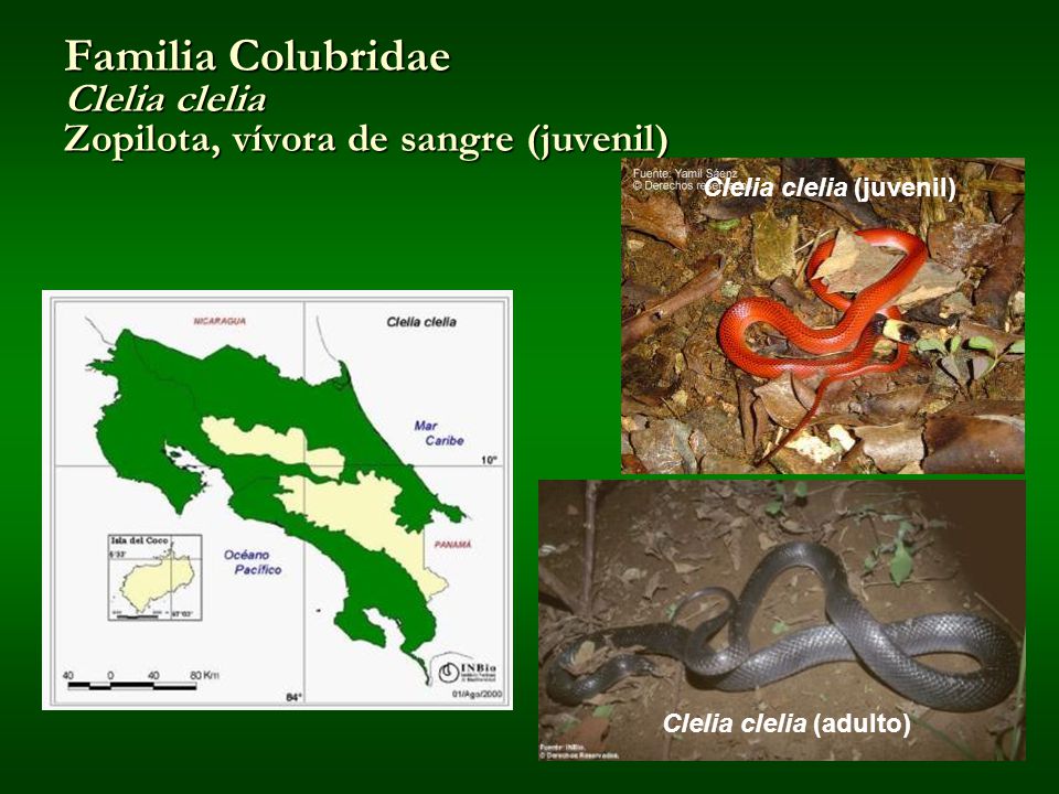 Familia Colubridae Clelia clelia Zopilota, vívora de sangre (juvenil)