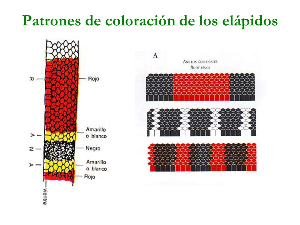 Patrones de coloración de los elápidos