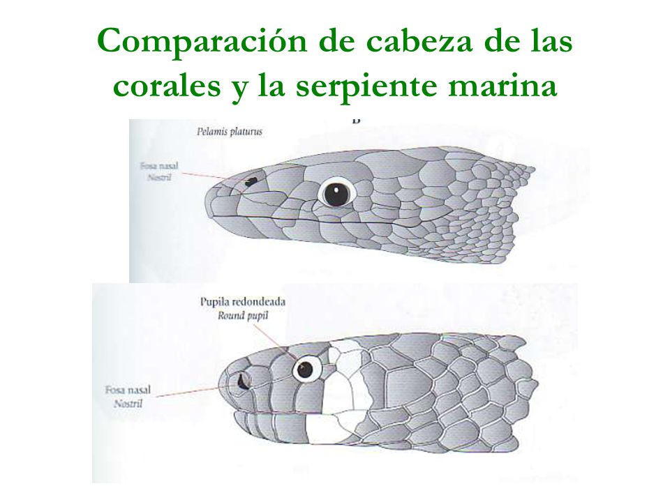 Comparación de cabeza de las corales y la serpiente marina