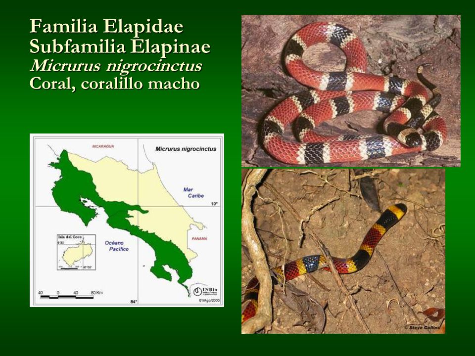 Familia Elapidae Subfamilia Elapinae Micrurus nigrocinctus Coral, coralillo macho