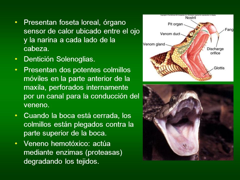 Presentan foseta loreal, órgano sensor de calor ubicado entre el ojo y la narina a cada lado de la cabeza.