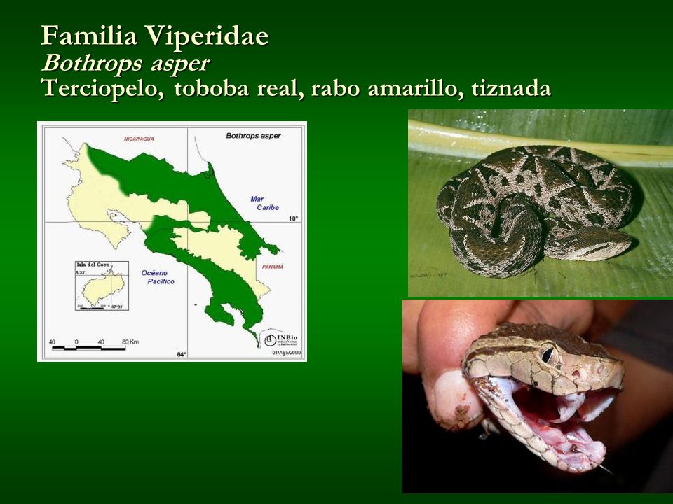 Familia Viperidae Bothrops asper Terciopelo, toboba real, rabo amarillo, tiznada