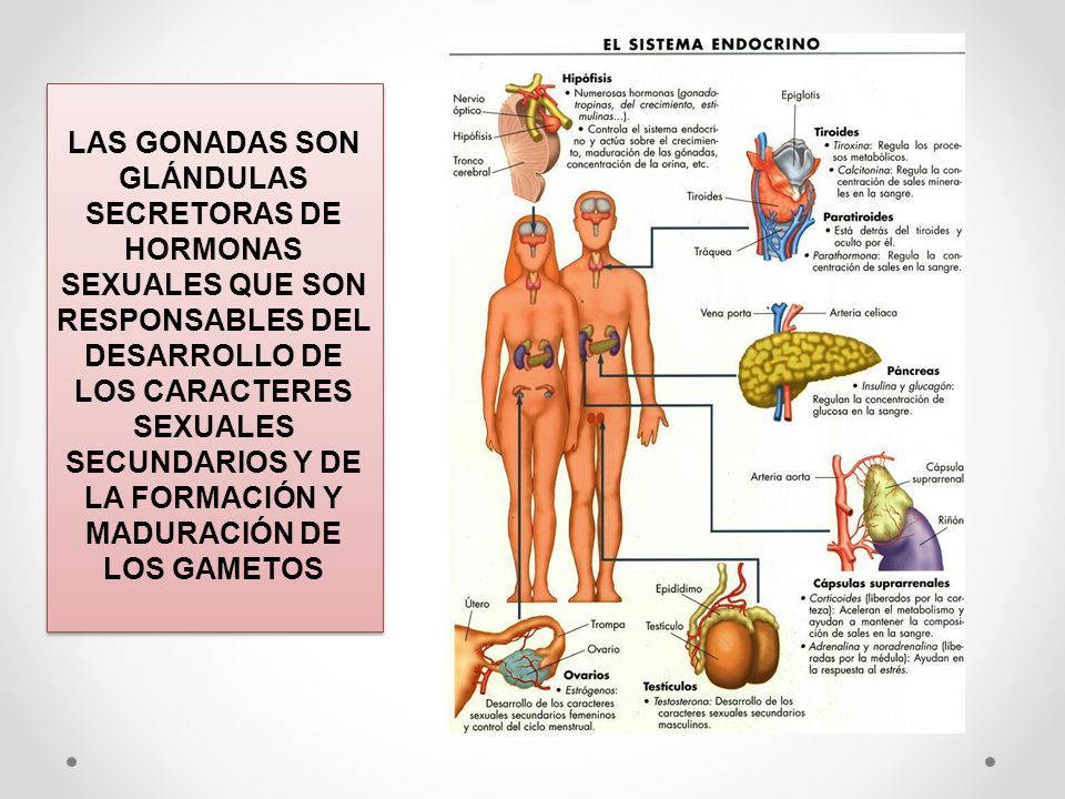 LAS GONADAS SON GLÁNDULAS SECRETORAS DE HORMONAS SEXUALES QUE SON RESPONSABLES DEL DESARROLLO DE LOS CARACTERES SEXUALES SECUNDARIOS Y DE LA FORMACIÓN Y MADURACIÓN DE LOS GAMETOS