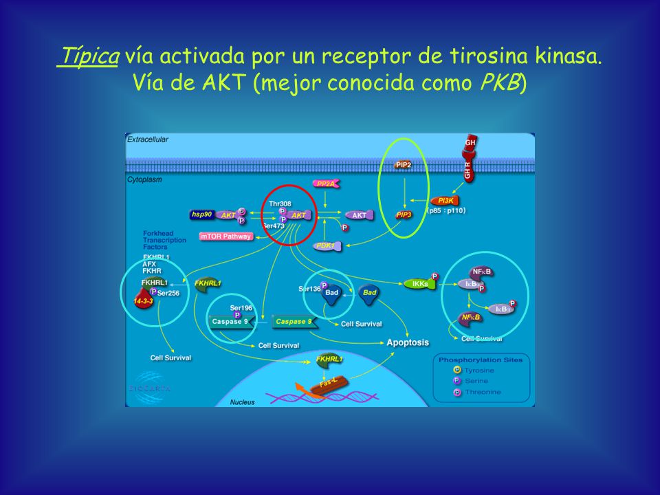 Típica vía activada por un receptor de tirosina kinasa.