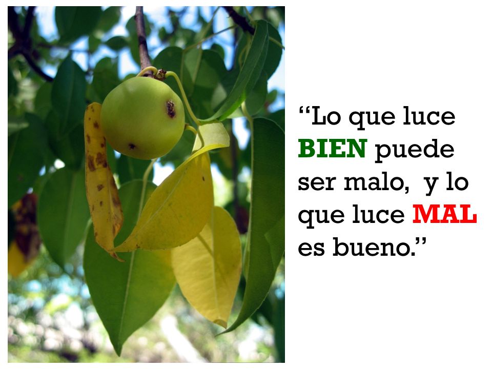 Lo que luce BIEN puede ser malo, y lo que luce MAL es bueno.