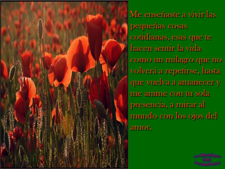 Me enseñaste a vivir las pequeñas cosas cotidianas, esas que te hacen sentir la vida como un milagro que no volverá a repetirse, hasta que vuelva a amanecer y me anime con tu sola presencia, a mirar al mundo con los ojos del amor.