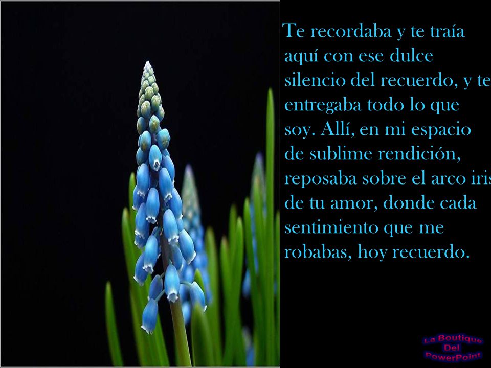 Te recordaba y te traía aquí con ese dulce silencio del recuerdo, y te entregaba todo lo que soy.