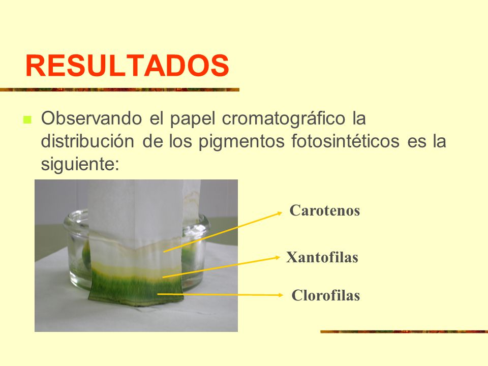 RESULTADOS Observando el papel cromatográfico la distribución de los pigmentos fotosintéticos es la siguiente::