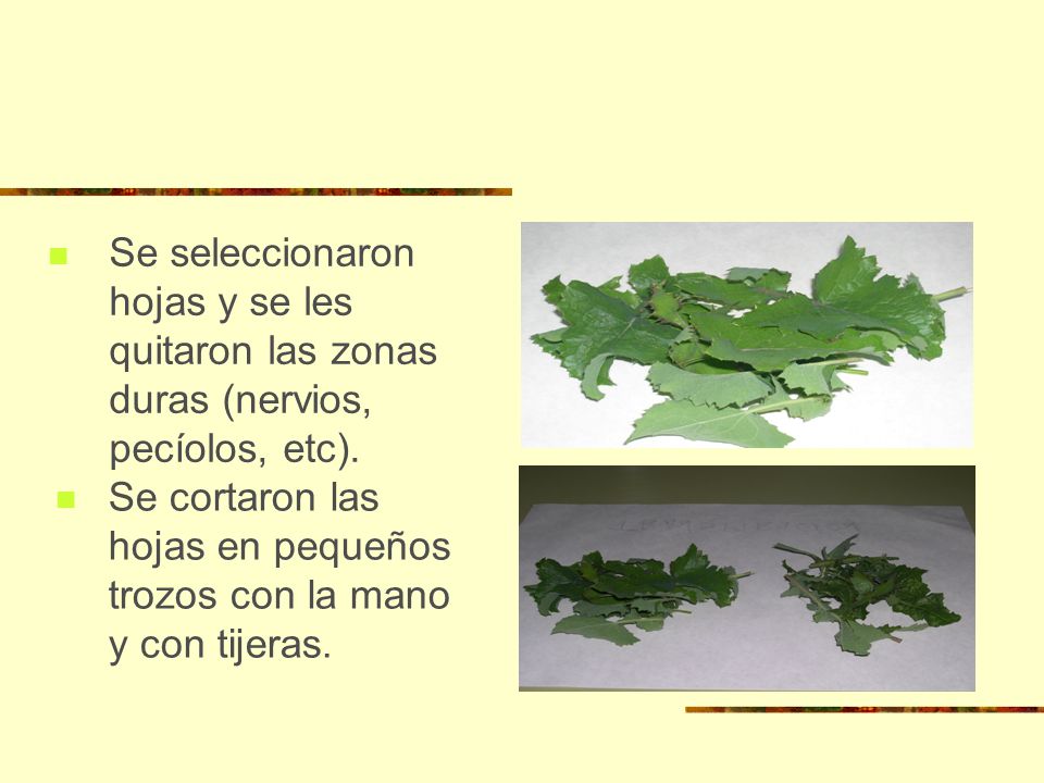 Se seleccionaron hojas y se les quitaron las zonas duras (nervios, pecíolos, etc).