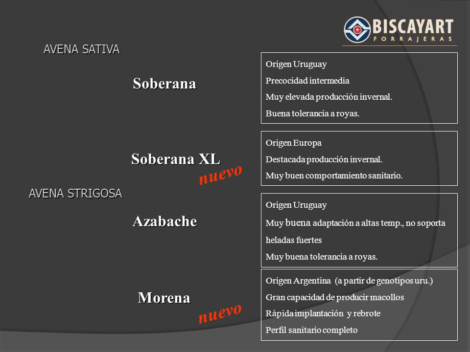 nuevo nuevo Soberana Soberana XL Azabache Morena AVENA SATIVA