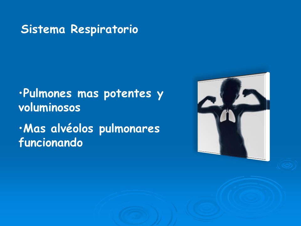 Sistema Respiratorio Pulmones mas potentes y voluminosos Mas alvéolos pulmonares funcionando