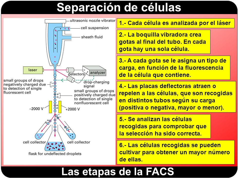 Las etapas de la FACS 1.- Cada célula es analizada por el láser