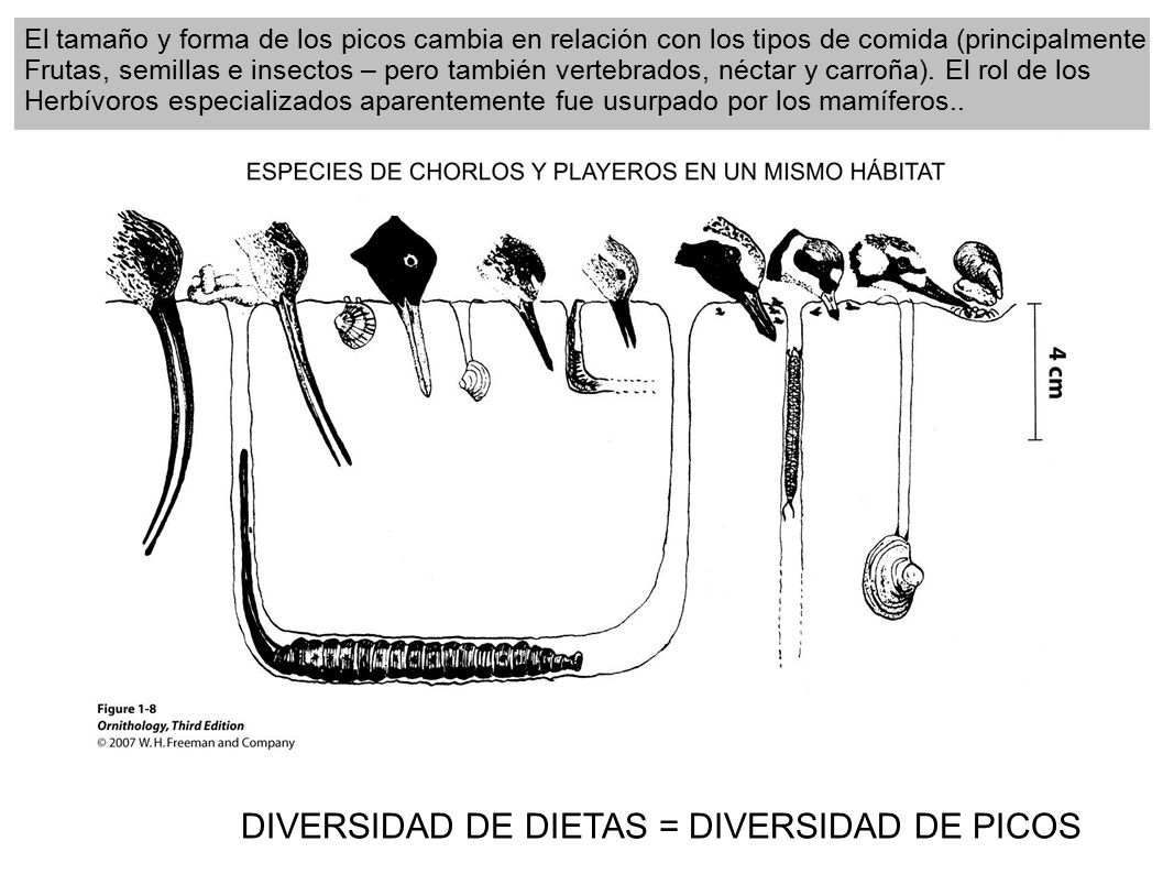 DIVERSIDAD DE DIETAS = DIVERSIDAD DE PICOS