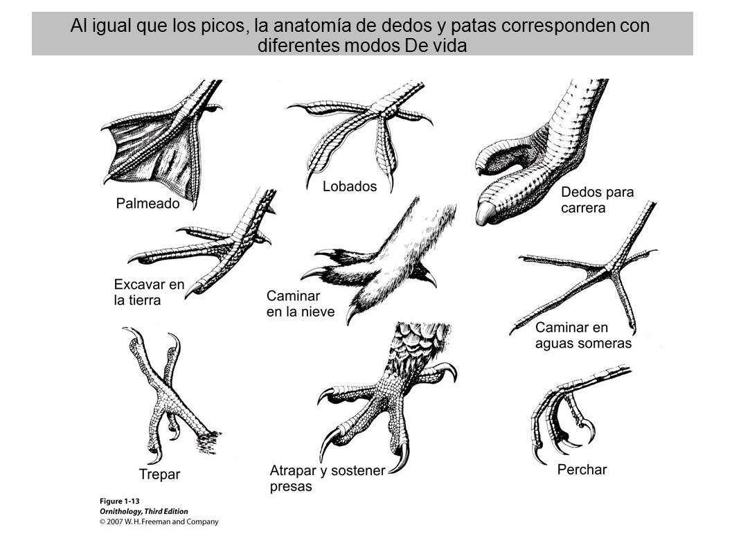 Al igual que los picos, la anatomía de dedos y patas corresponden con