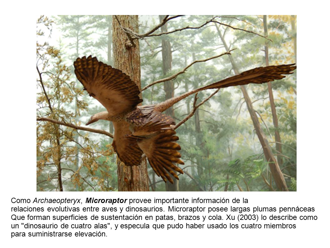 Como Archaeopteryx, Microraptor provee importante información de la