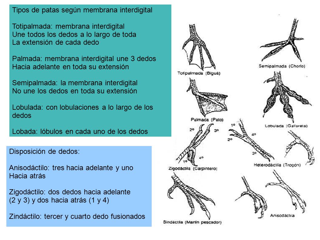 Tipos de patas según membrana interdigital